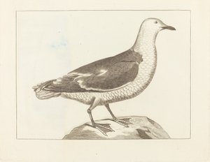 Wasservögel, frühes 19. Jahrhundert