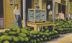 Wassermelonen zu verkaufen, Trinidad, B.W.I., ca. 1940er