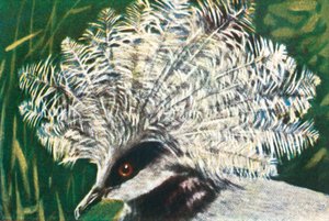 Westliche Krontaube