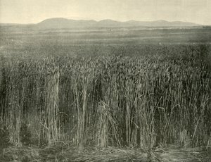 Weizenfeld, Canning Downs, Queensland, 1901