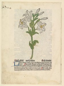 Weiße Lilie, Illustration aus Gart der Gesundheit Sch.4332, 28. März 1485 von Unbekannt