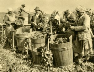 Weinlese bei Baden bei Wien, Niederösterreich, ca. 1935