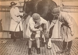 Frauen als Hufschmiede im Pferdekrankenhaus einer großen Speditionsfirma, um 1916, 1935