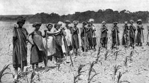 Frauen hacken ein Maisfeld, Südafrika, ca. 1923