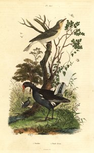 Waldlaubsänger, Phylloscopus sibilatrix, und Teichhuhn, Gallinula chloropus von Unbekannt