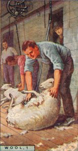 Wolle, 1. - Schafschur mit Maschinen, Australien, 1928 von Unbekannt