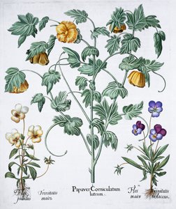 Gelber Hornmohn, 1613
