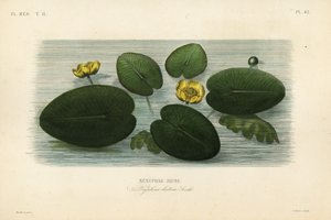 Gelbe Teichrose