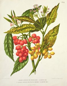 Aucuba japonica Hybrid Macrocarpa und Fructu variabili, von A. Koster (19. Jahrhundert) (Druck)