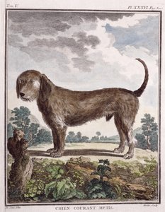 Mischlingshund (kolorierter Druck)