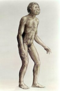 Homo habilis von Unbekannt Unbekannt