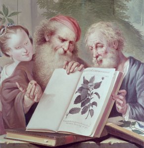 Illustration aus Hortus Cliffortianus, von Carl Linnaeus (1707-78) veröffentlicht in Amsterdam 1737-38 von Unbekannt Unbekannt