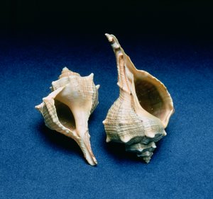 Murex-Schnecke