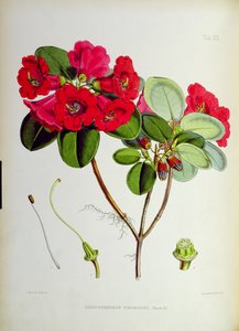 Rhododendron: Thomsoni, aus 