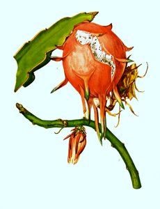 Wilmattea minutiflora, Kaktus, Kaktus (Hylocereus undatus) von Unbekannter Künstler