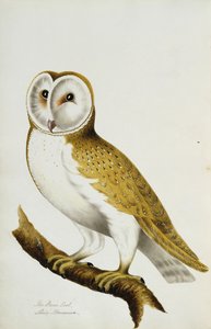 Eine Schleiereule, Teil eines Albums mit Aquarellen von Vögeln und ihren Eiern, ca. 1800 von Unbekannt