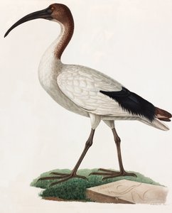 Farbillustration eines langnasigen Vogels von Unbekannt