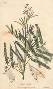 Acacia a cachou oder cachoutier (Acacia catechu) - Illustration aus „Medical Botanical, Description of the Medicinal Plants of London, Edinburgh and Dublin“ von John Stephenson und James Morss Churchill