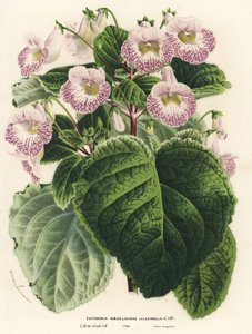 Achimenantha x naegelioides, Fliederkultivar (Eucodonia naegelioides lilacinella). Handkolorierte Lithographie aus Louis van Houtte und Charles Lemaire