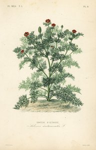 Adonisröschen oder Herbst-Adonisröschen, Adonis annua