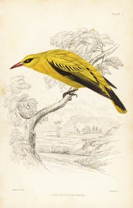 Afrikanischer Goldpirol, Oriolus auratus. Handkolorierter Stahlstich von William Lizars nach William Swainson aus Sir William Jardines Naturalist