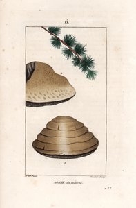 Agaric du meleze - Gravur von Gautier nach einer Zeichnung von Ernestine Panckoucke (1784-1860), aus „La flore medicale, de Chaumeton, Poiret et Chamberet“, Paris 1830 - Weißer Nachtpilz, Tricholoma album, und Zweig seines Lärchenbaumes