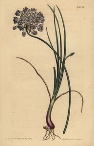 Allium stellerianum (Jonquilblättriger Knoblauch)