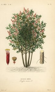 Amargo, Bitteresche, Bitterholz oder Hombre Grande, Quassia amara von Unbekannt