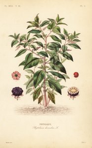 Amerikanische Kermesbeere, Phytolacca americana von Unbekannt