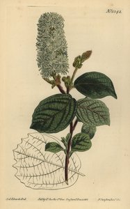 Amerikanische Zaubernuss von Unbekannt