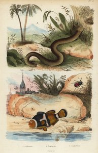 Amphicoma scullelata 1, Sattelrücken-Anemonenfisch, Amphiprion polymnus 2 und Weißwurm-Echse, Amphisbaena alba 3