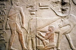 Altes Ägypten: Saqqara (oder Saqqarah oder Sakkara): Nekropole des Alten Reiches, Grab des Adligen. Detail der Reliefs, die das Melken eines Büffels darstellen