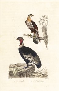 Andenkondor und Südlicher Schopfkarakara