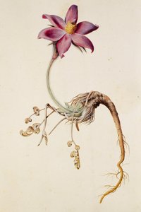 Anemone pulsatilla