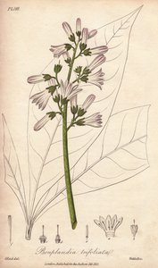 Angosturabaum, Angostura trifoliata