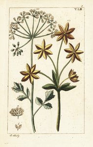 Anis oder Anissamen, Pimpinella anisum von Unbekannter Künstler