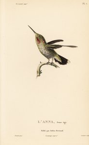 Annas Kolibri, Calypte anna (Ornismya anna), Jungtier. Handkolorierter Stahlstich von Coutant nach einer Illustration von Jean-Gabriel Pretre aus Rene Primevere Lessons Natural History of the Colibri Genus of Hummingbirds. von Unbekannter Künstler