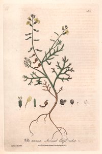 Einjähriges Vella (Vella annua) - Botanische Tafel von Isaac Russell, graviert von Charles Matthews, aus English Botanical Phenomenes von William Baxter (1788-1871)