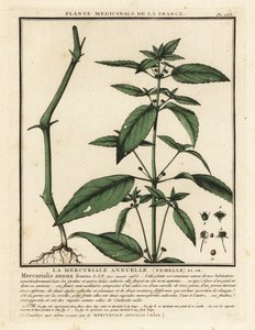 Einjähriges Bingelkraut, Mercurialis annua