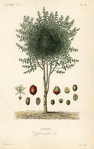 Arabischer Kaffeebaum, Coffea arabica, Cafeyer