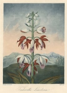 Asiatische Orchideenvarietät. Radierung, aus The Temple of Flora, von Dr. Robert Thornton (1768-1837). von Unbekannter Künstler