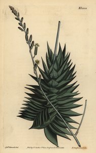 Astroloba spiralis (Pentagonale Aloe)
