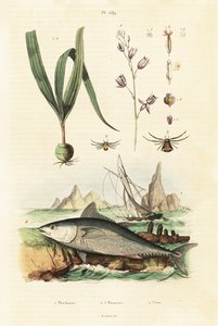 Atlantischer Blauflossenthun und Belitia-Orchidee