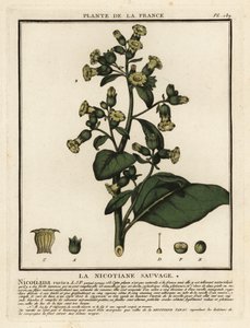 Aztekentabak, Nicotiana rustica