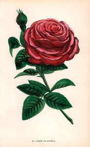 Baron de Gonella Rose, Sorte der Ile-Bourbon-Rose, gezüchtet von Monsieur Guillot Sr. in Lyon im Jahr 1859. Chromolithographie gezeichnet und lithographiert nach der Natur von F. Grobon aus Hippolyte Jamain und Eugene Forneys Les Roses von Unbekannter Künstler