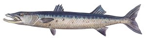 Barrakuda - Großer Barrakuda (Sphyraena barracuda)