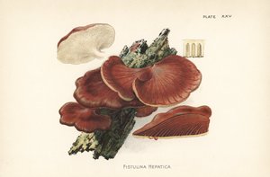 Leberreischling, Fistulina hepatica. Chromolithographie nach einer botanischen Illustration von William Hamilton Gibson aus seinem Buch Our Edible Toadstools and Mushrooms