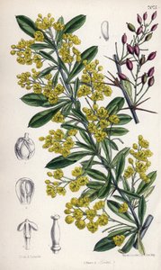 Berberis lycium, Berberitzenstrauch mit gelben Blüten aus dem westlichen Himalaya. Zeichnung von Matilda Smith (1854-1926), Lithographie von E. Bates in Curtis Botanical Magazine, von Joseph Dalton Hooker, veröffentlicht in London, England, von L. Reeve an von Unbekannter Künstler
