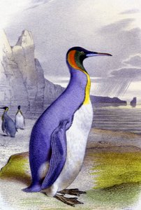 Großer Pinguin, ca. 1850 (Lithographie)