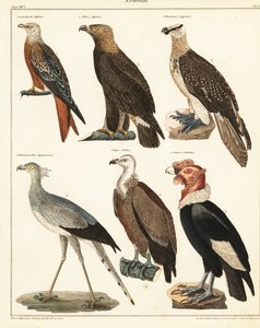 Raubvögel (Lithografie)